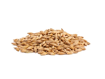 Barley-Grain-Seed-Iuginvest.jpg