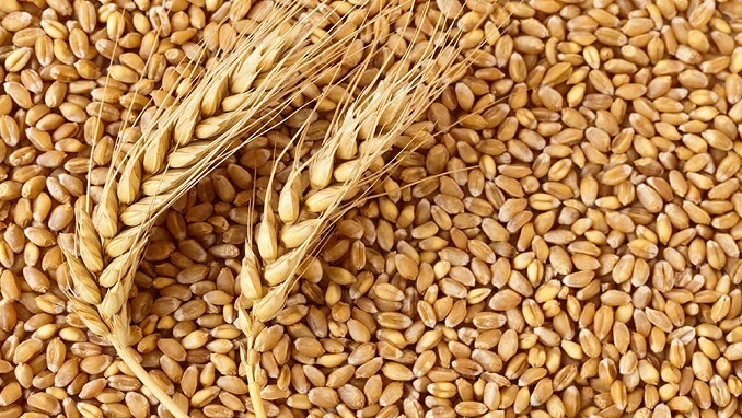 Iuginvest-Barley-1.jpg